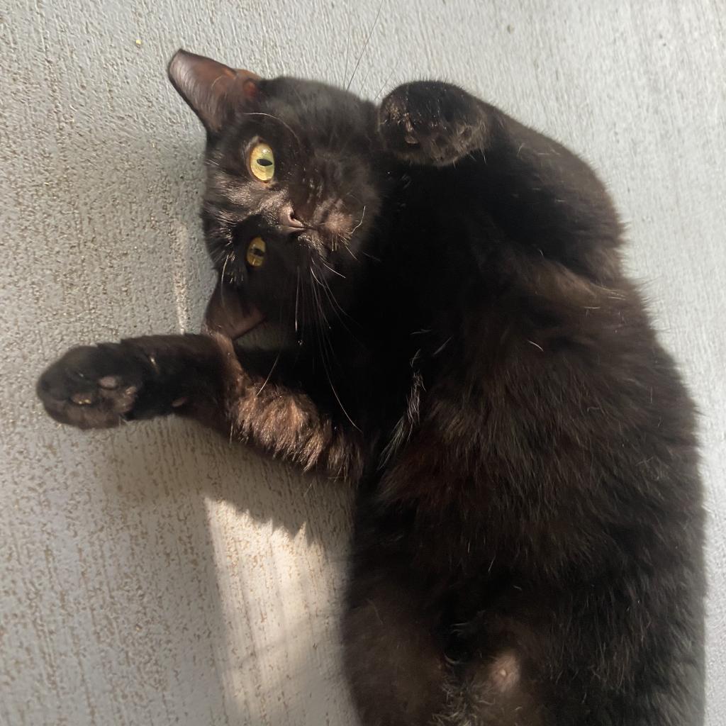 Jasper, an adoptable Domestic Short Hair in Brighton, MO, 65617 | Photo Image 3