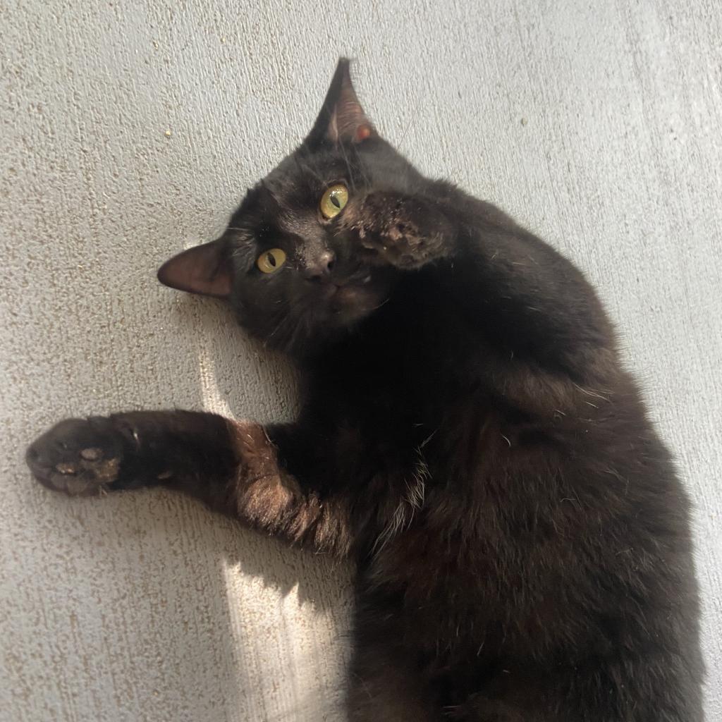 Jasper