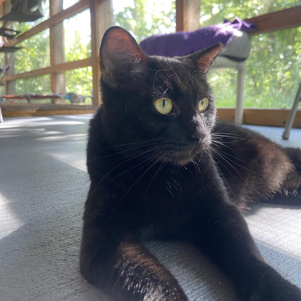 Jasper, an adoptable Domestic Short Hair in Brighton, MO, 65617 | Photo Image 5