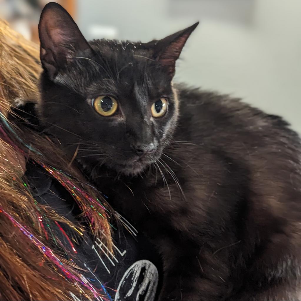 Jasper, an adoptable Domestic Short Hair in Brighton, MO, 65617 | Photo Image 6