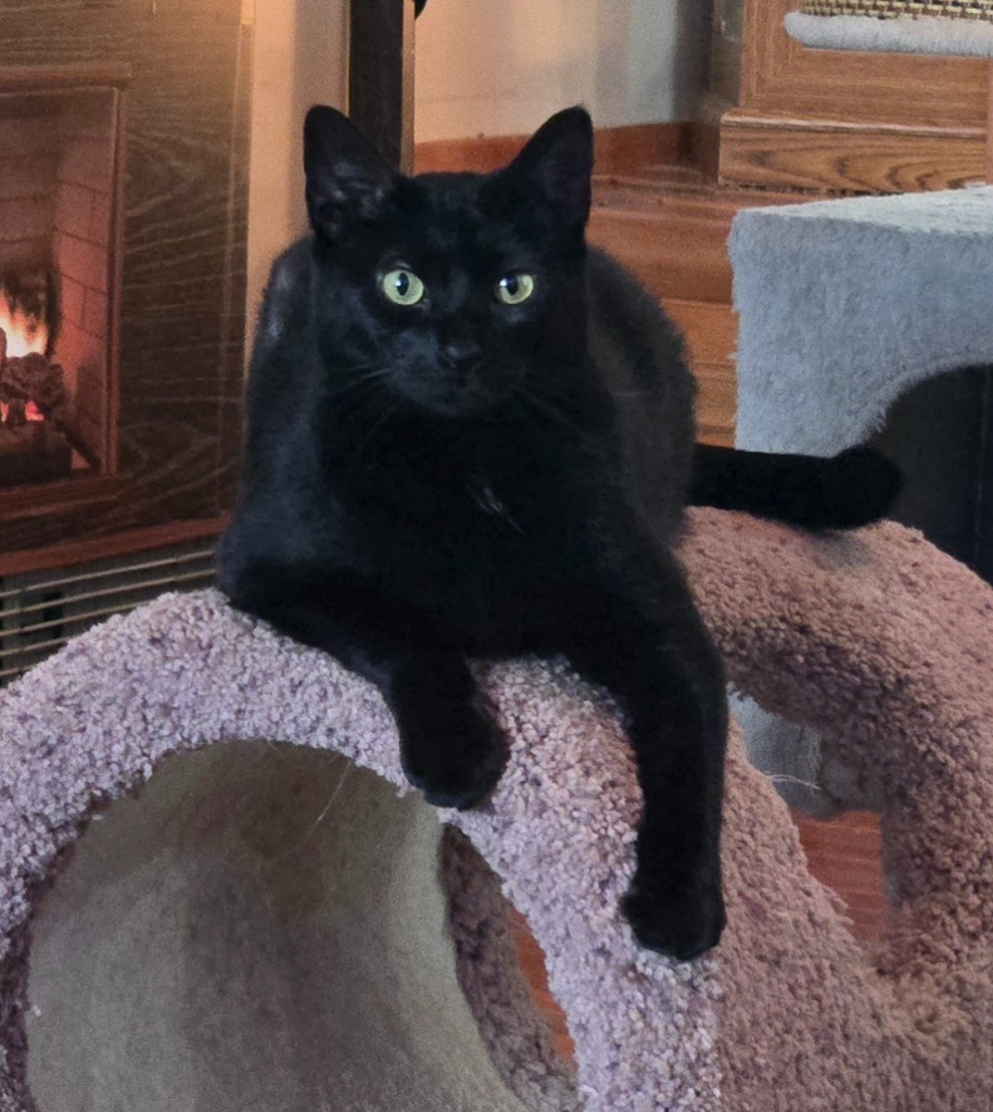 Appa, an adoptable Domestic Short Hair in Brainardsville, NY, 12915 | Photo Image 1