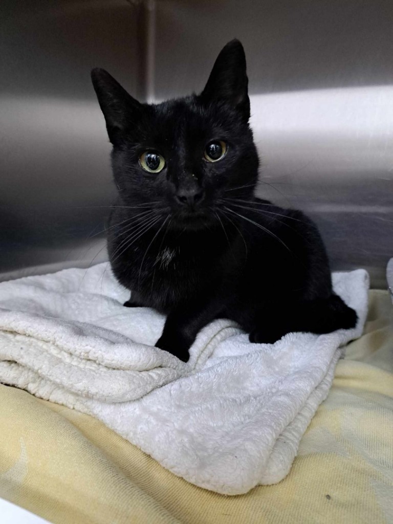 Appa, an adoptable Domestic Short Hair in Brainardsville, NY, 12915 | Photo Image 2