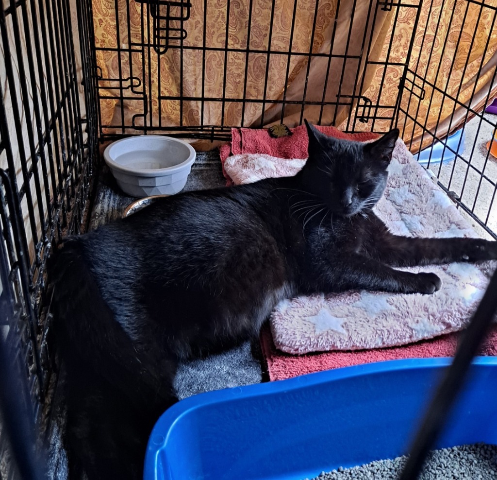 Appa, an adoptable Domestic Short Hair in Brainardsville, NY, 12915 | Photo Image 3