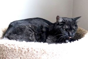 My name is Petunia and my sister Pumpkin and I just lost our human mom We are a bit sad