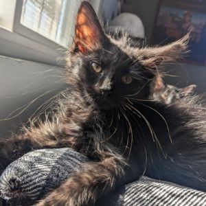 Princess Caroline is a sweet and affectionate kitten She loves playing with her