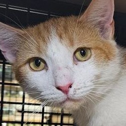 Andy is a perfect orange boy who is confident friendly affectionate and maybe