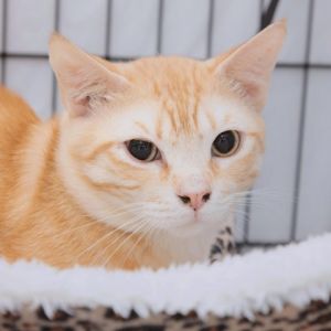Butch is a handsome and curious young man He loves to play and talk with his human friends