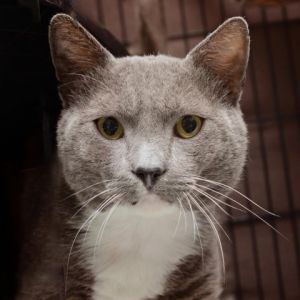 Alfalfa is a handsome and outgoing boy who is always down for some good play tim