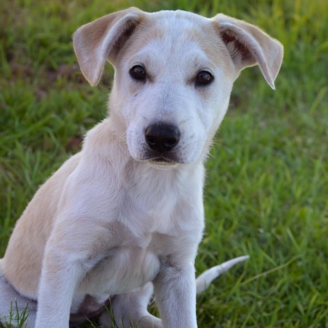 Lyric, an adoptable Mixed Breed in Beresford, SD, 57004 | Photo Image 1