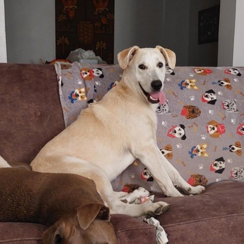 Lyric, an adoptable Mixed Breed in Beresford, SD, 57004 | Photo Image 1