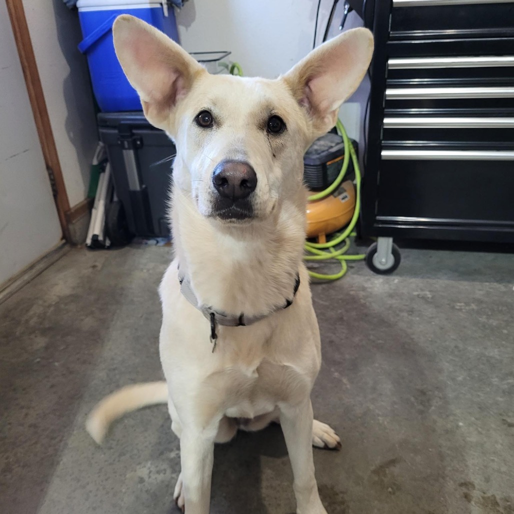 Lyric, an adoptable Mixed Breed in Mankato, MN, 56001 | Photo Image 1