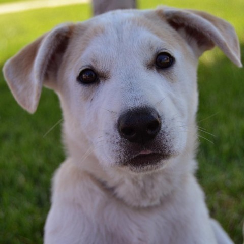 Lyric, an adoptable Mixed Breed in Beresford, SD, 57004 | Photo Image 2