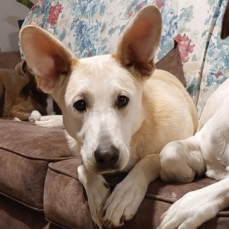 Lyric, an adoptable Mixed Breed in Mankato, MN, 56001 | Photo Image 2