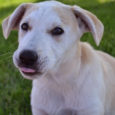 Lyric, an adoptable Mixed Breed in Beresford, SD, 57004 | Photo Image 3