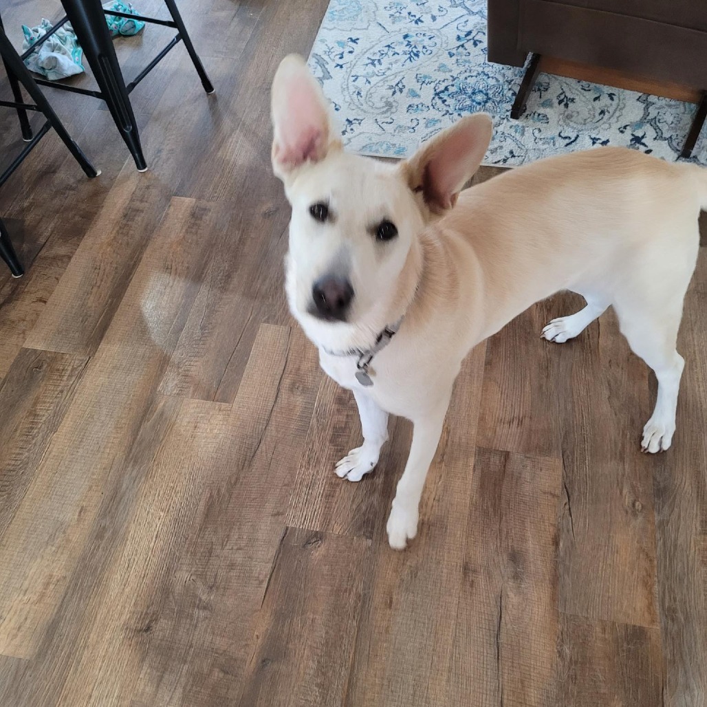 Lyric, an adoptable Mixed Breed in Mankato, MN, 56001 | Photo Image 3
