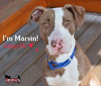 Marvin, an adoptable Bull Terrier, Foxhound in Gwinn, MI, 49841 | Photo Image 1