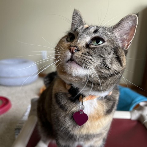 Precious, an adoptable Domestic Short Hair in Bismarck, ND, 58507 | Photo Image 1