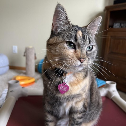 Precious, an adoptable Domestic Short Hair in Bismarck, ND, 58507 | Photo Image 3