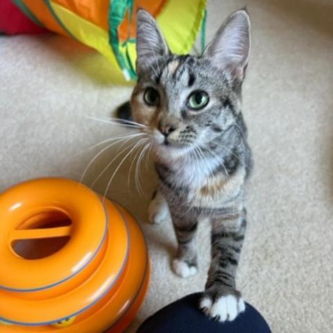 Precious, an adoptable Domestic Short Hair in Bismarck, ND, 58507 | Photo Image 4