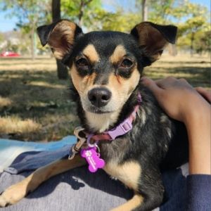 Lana Chihuahua Dog