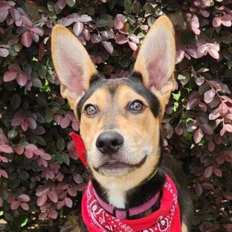 Kepler PS*, an adoptable German Shepherd Dog, Spaniel in Austin, TX, 78701 | Photo Image 1