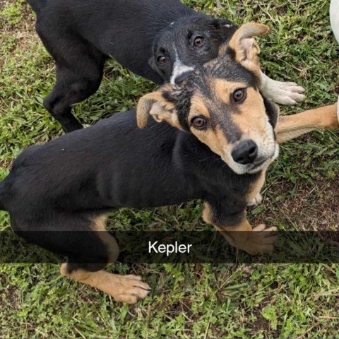 Kepler PS*, an adoptable German Shepherd Dog, Spaniel in Austin, TX, 78701 | Photo Image 2