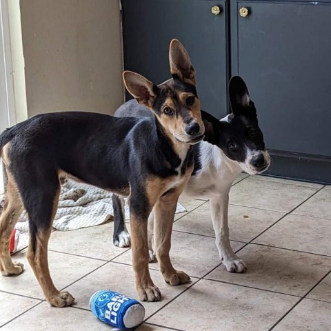 Kepler PS*, an adoptable German Shepherd Dog, Spaniel in Austin, TX, 78701 | Photo Image 4