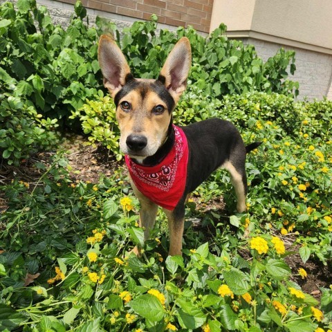 Kepler PS*, an adoptable German Shepherd Dog, Spaniel in Austin, TX, 78701 | Photo Image 5