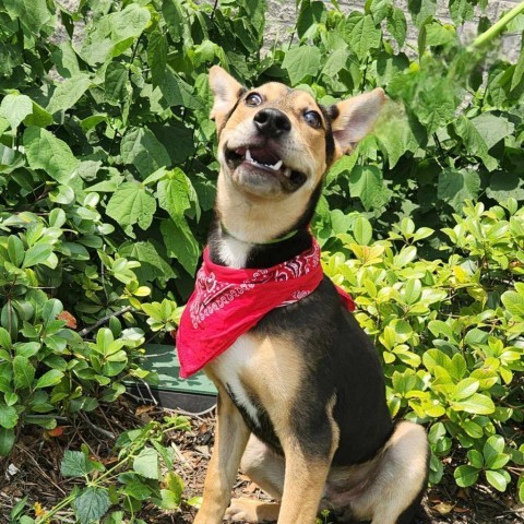 Kepler PS*, an adoptable German Shepherd Dog, Spaniel in Austin, TX, 78701 | Photo Image 6