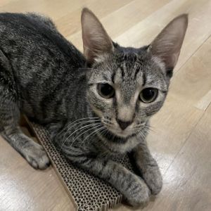 Eartha Domestic Short Hair Cat