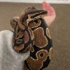 Lilly photo 1