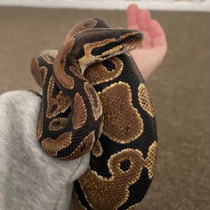 Lilly, Young Female unknown