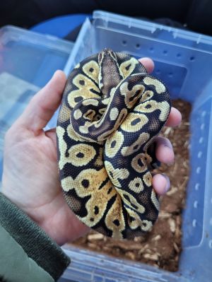 Scarlett, Young Female unknown