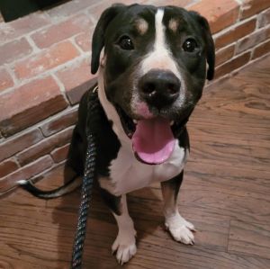 Blackjack, Young Male American Bulldog