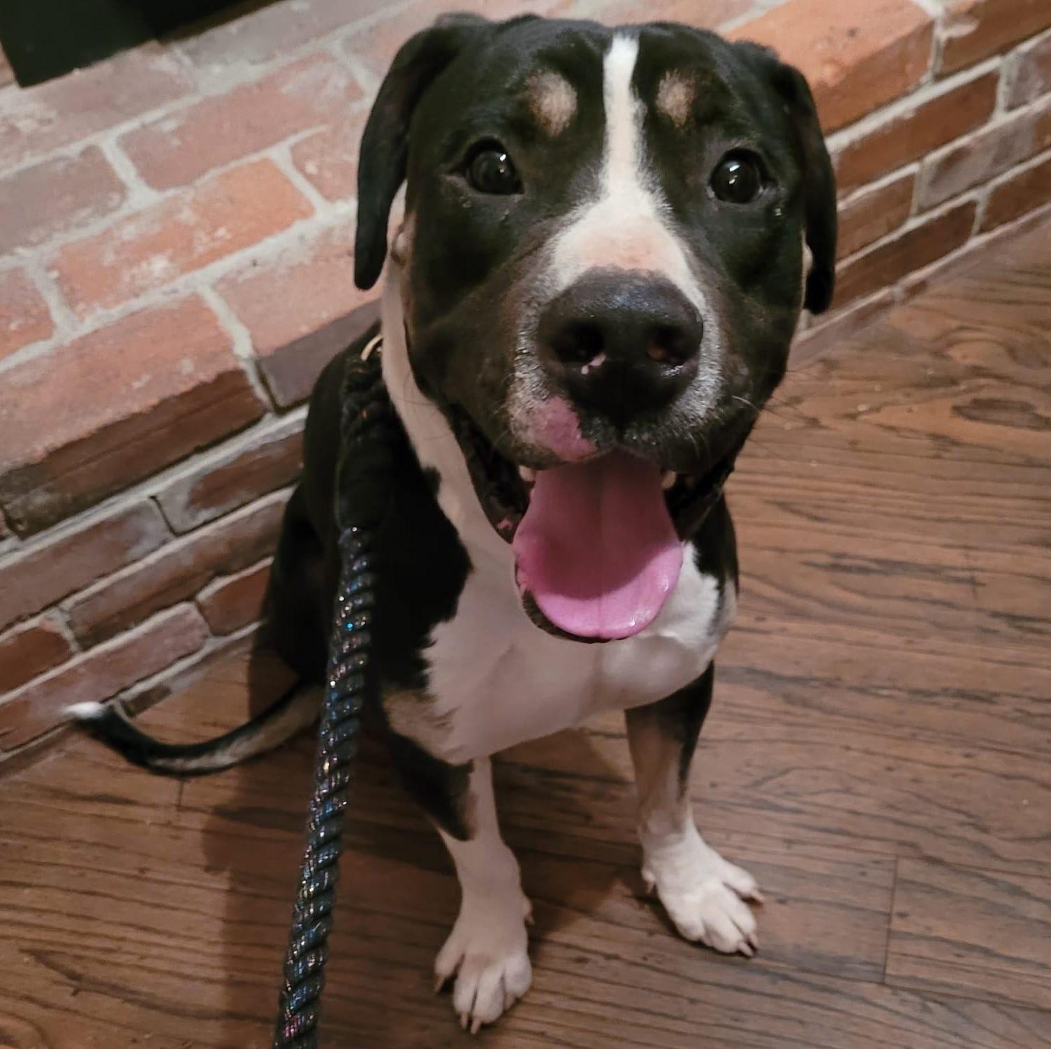Blackjack, an adoptable American Bulldog, Mixed Breed in King City, ON, L7B 1K5 | Photo Image 1