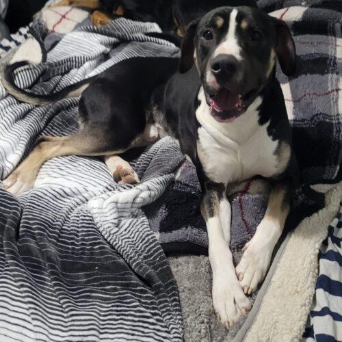 Blackjack, an adoptable American Bulldog, Mixed Breed in King City, ON, L7B 1K5 | Photo Image 2