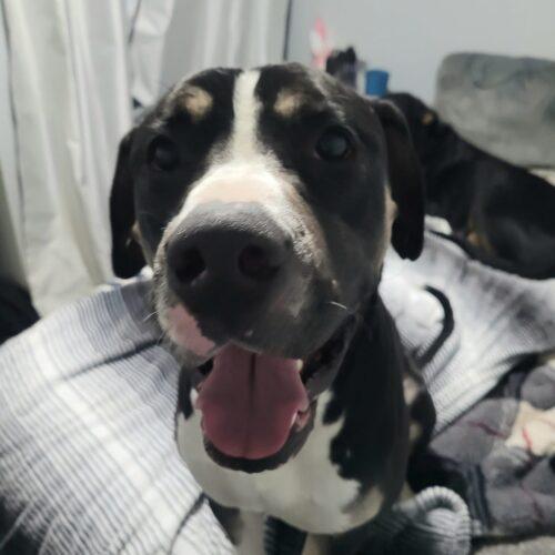 Blackjack, an adoptable American Bulldog, Mixed Breed in King City, ON, L7B 1K5 | Photo Image 3