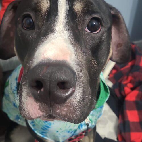 Blackjack, an adoptable American Bulldog, Mixed Breed in King City, ON, L7B 1K5 | Photo Image 4