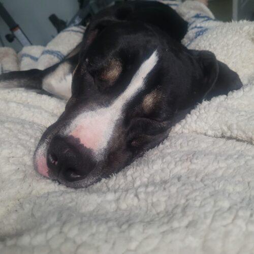 Blackjack, an adoptable American Bulldog, Mixed Breed in King City, ON, L7B 1K5 | Photo Image 5