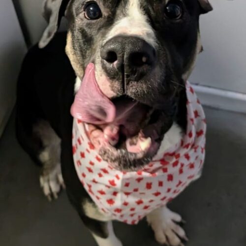 Blackjack, an adoptable American Bulldog, Mixed Breed in King City, ON, L7B 1K5 | Photo Image 6