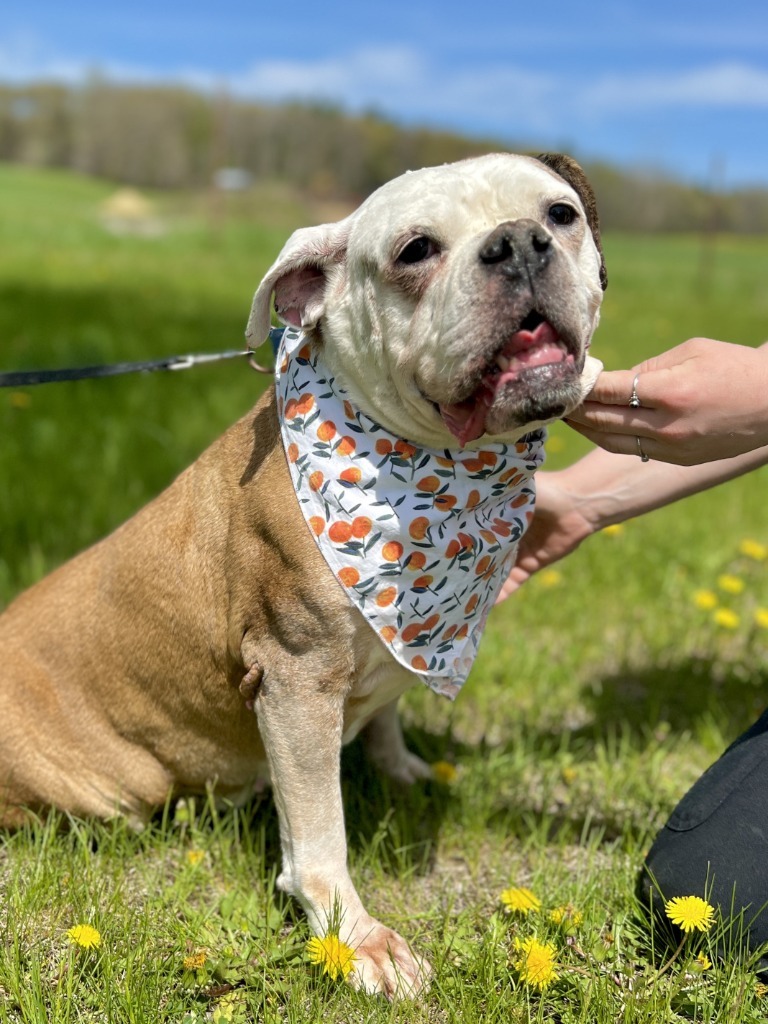 Mya, an adoptable Mixed Breed in Menomonie, WI, 54751 | Photo Image 1