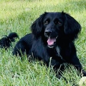 Blackie Cocker Spaniel Dog