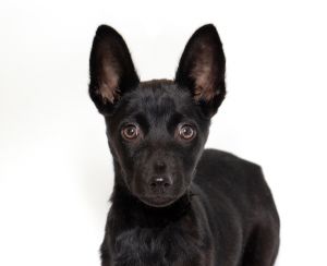 Hey there Im Marcus the five-month-old Chihuahua mix rocking these big pointy ears that always s