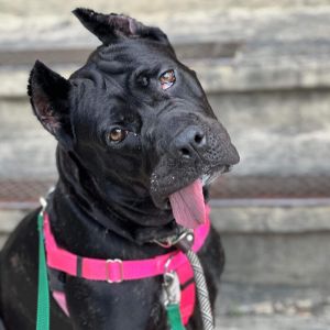 Meet Nova our 75-pound cuddle machine with a heart as big as her personality Rescued from the roof