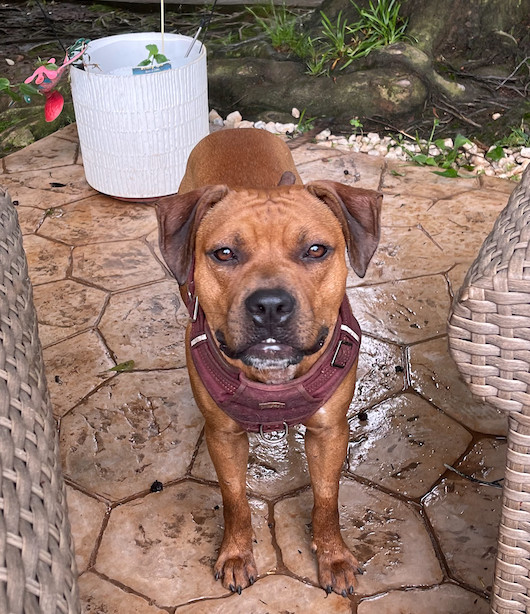 Chico aka Chichi