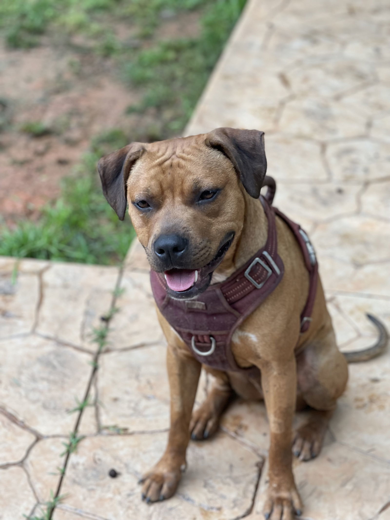 Chico aka Chichi
