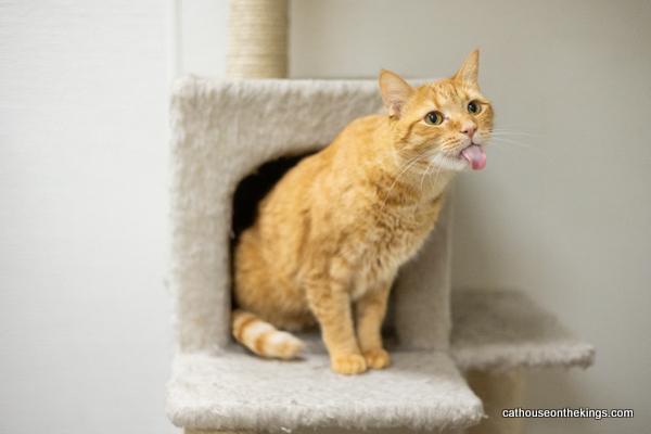 Mikey, an adoptable Tabby in Parlier, CA, 93648 | Photo Image 1