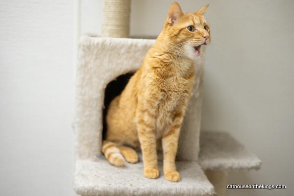 Mikey, an adoptable Tabby in Parlier, CA, 93648 | Photo Image 3