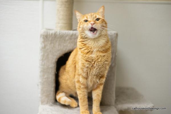 Mikey, an adoptable Tabby in Parlier, CA, 93648 | Photo Image 5