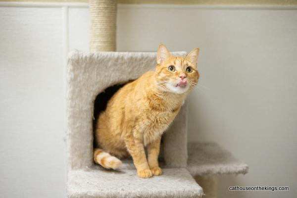 Mikey, an adoptable Tabby in Parlier, CA, 93648 | Photo Image 6